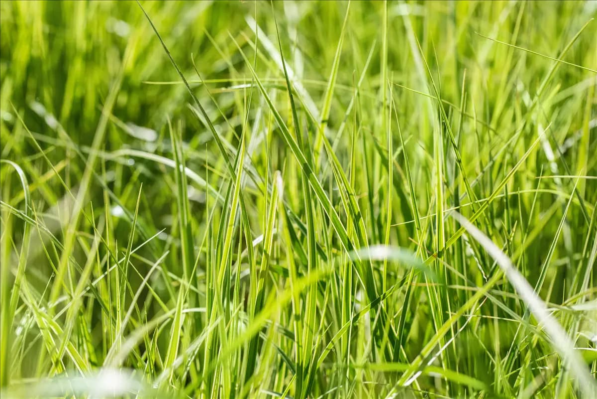 Carex grayi Morgenstern-Segge