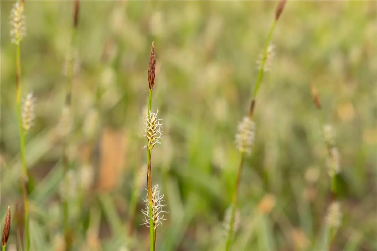Carex montana Berg-Segge
