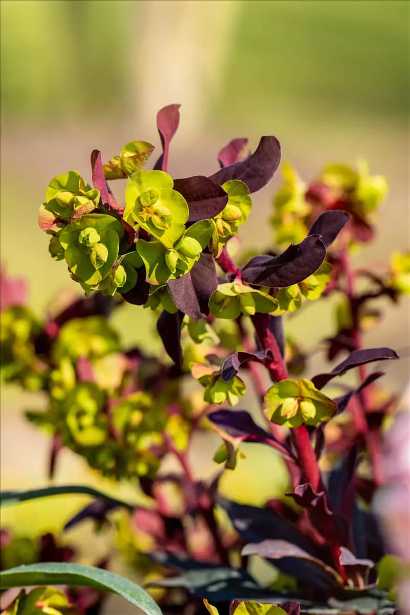 Euphorbia dulcis 'Chameleon' Süße Garten-Wolfsmilch