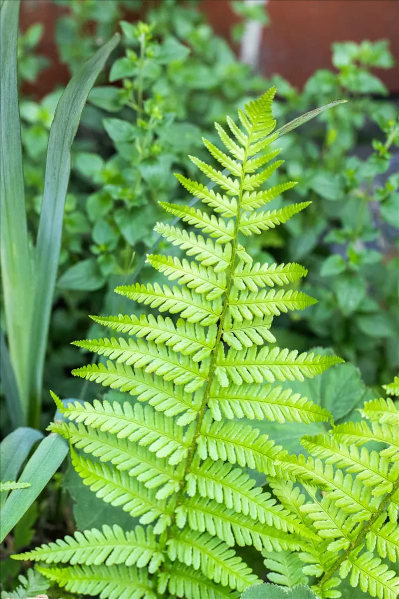 Dryopteris affinis 'Pinderi' Schmaler Goldschuppenfarn