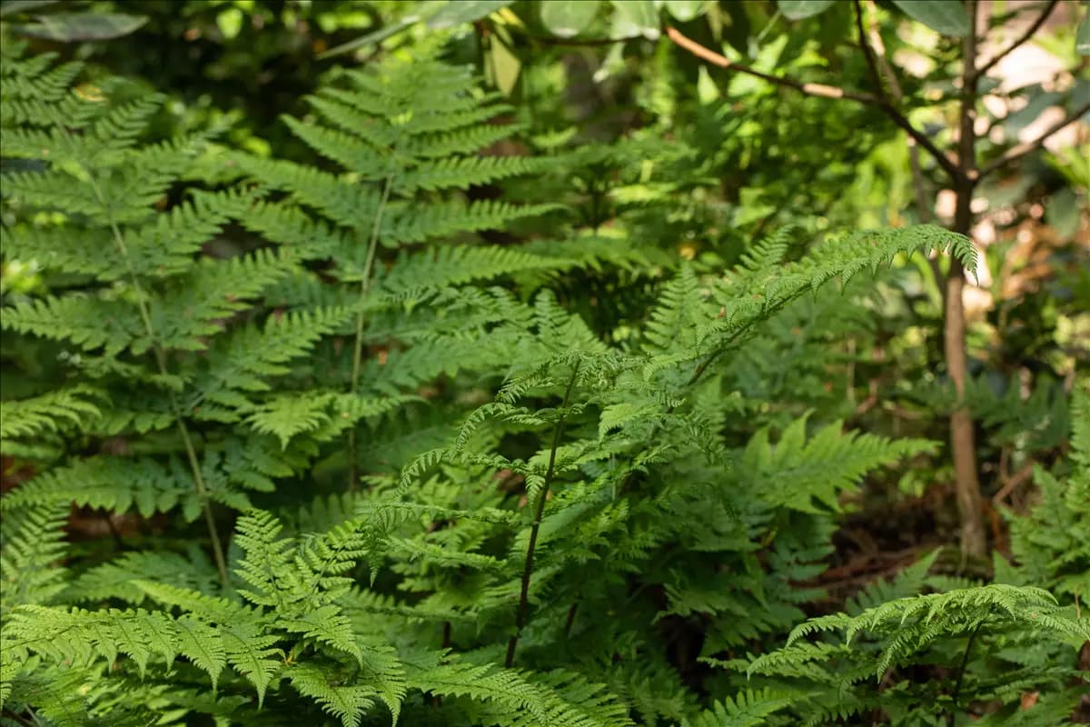 Dryopteris dilatata Breitwedel-Dornfarn
