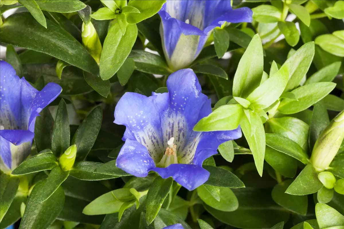 Gentiana sino-ornata Chinesischer Herbst-Enzian