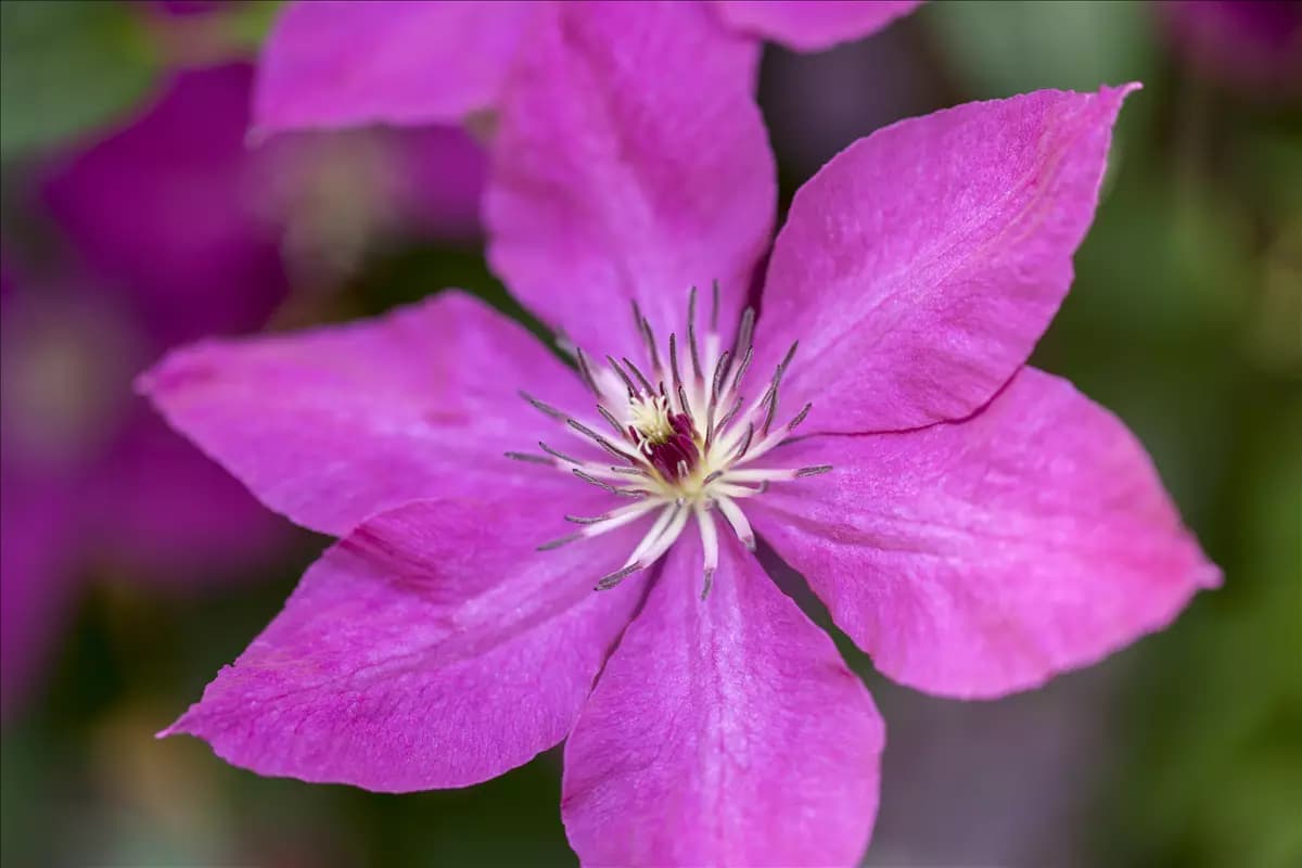 Clematis 'Margret Hunt' Waldrebe 'Margret Hunt'