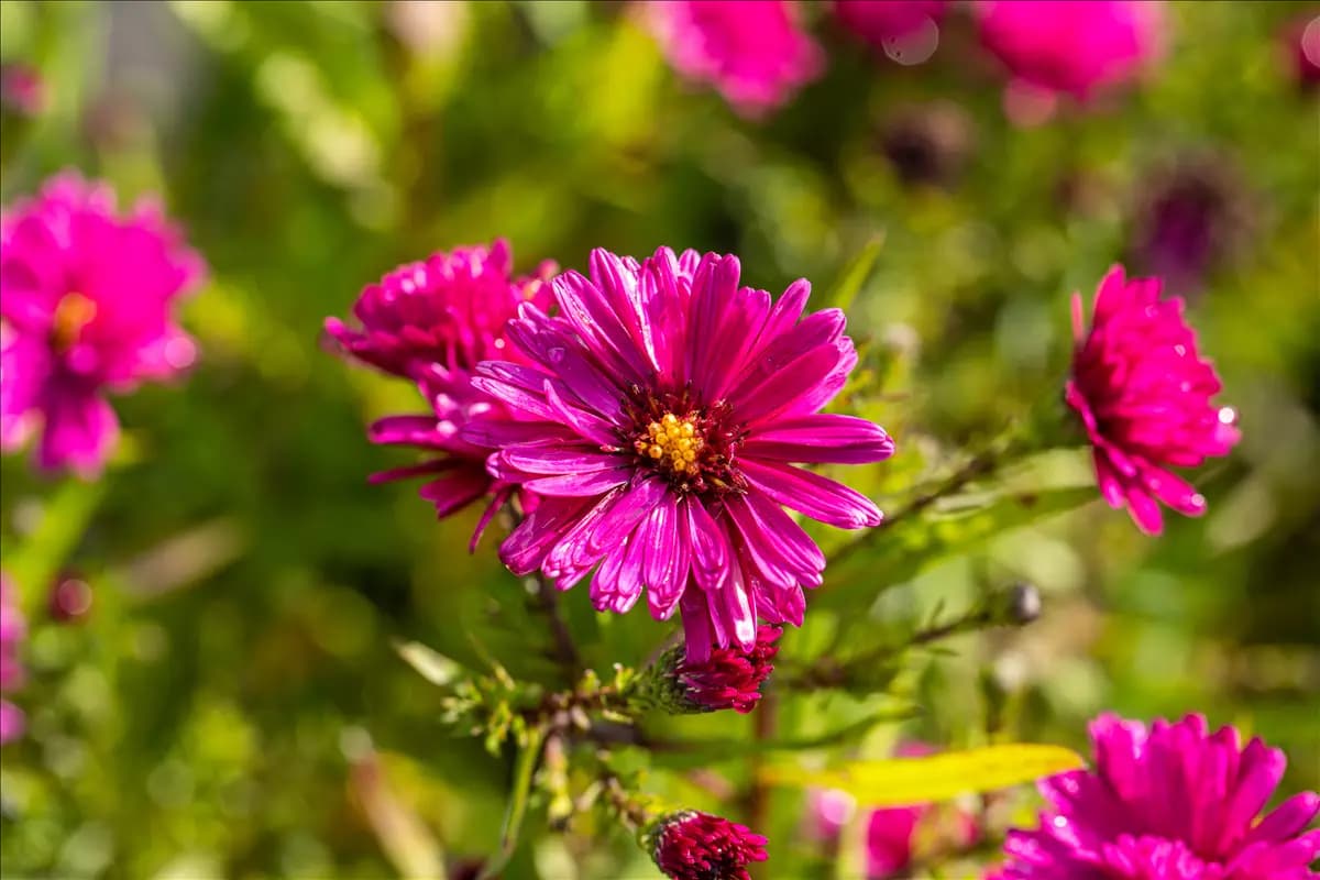 Aster novi-belgii 'Crimson Brocade' Garten-Glattblatt-Aster