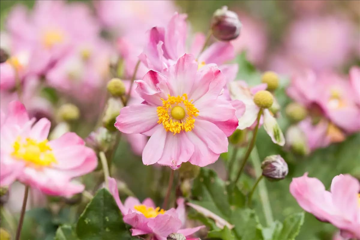 Anemone japonica 'Königin Charlotte' Garten-Herbst-Anemone