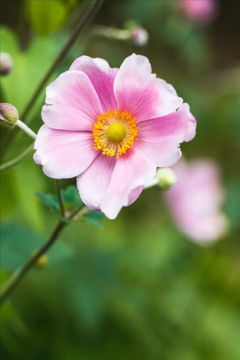 Anemone japonica 'Rosenschale' Garten-Herbst-Anemone