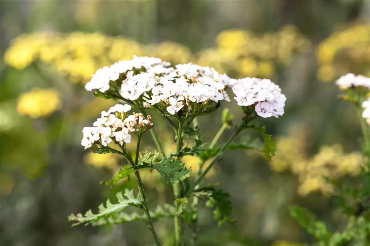 Achillea millefolium 'White Beauty' Garten-Schaf-Garbe