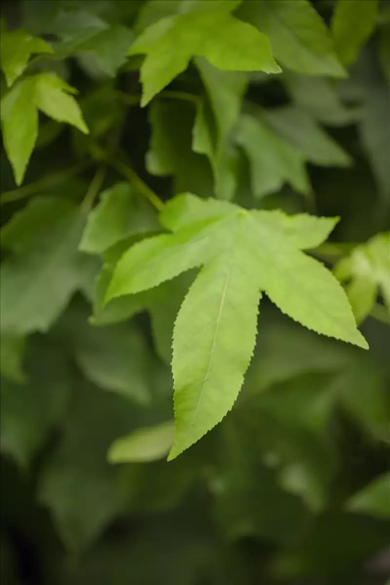 Liquidambar styraciflua 'Gumball' Amberbaum 'Gumball'