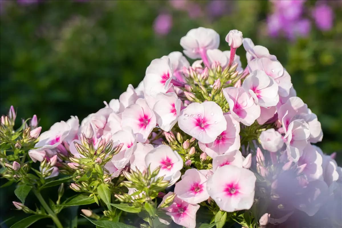 Phlox subulata 'Amazing Grace' Garten-Teppich-Flammenblume