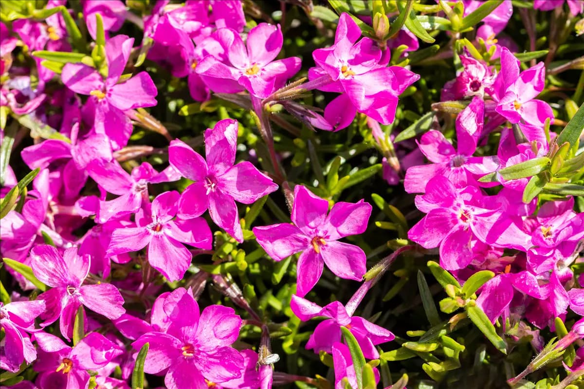 Phlox subulata 'Atropurpurea' Garten-Teppich-Flammenblume