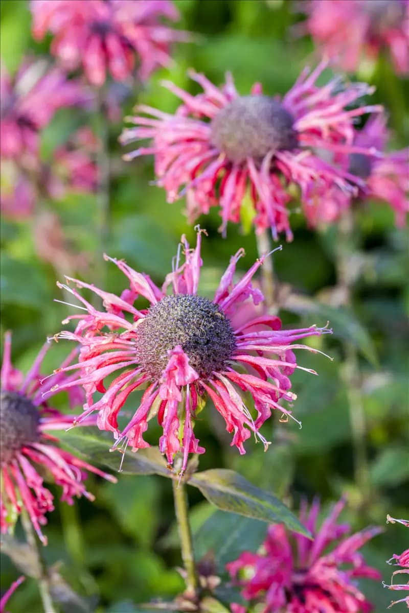 Monarda fistulosa 'Beauty of Cobham' Garten-Indianernessel