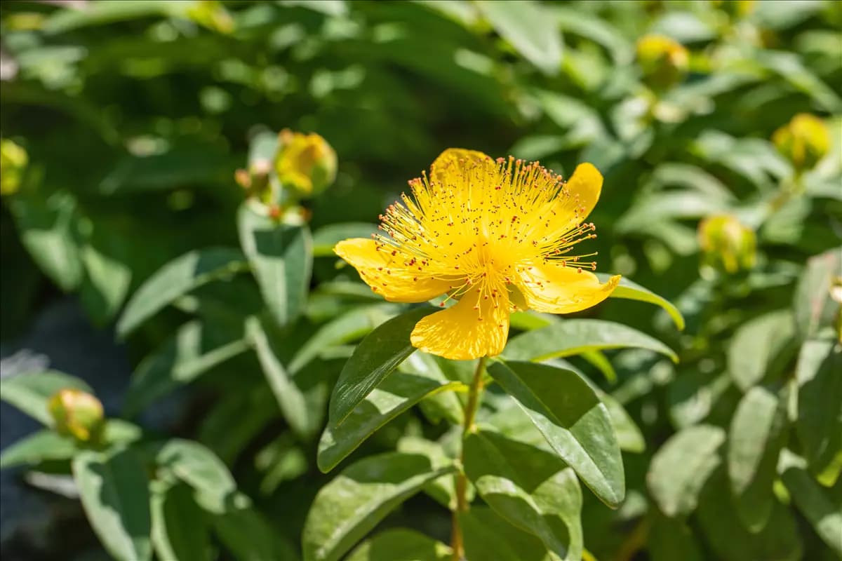 Hypericum calycinum Kelchiges Johanniskraut