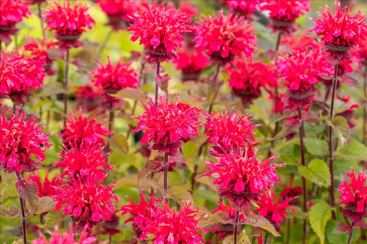 Monarda fistulosa 'Cambridge Scarlet' Garten-Indianernessel