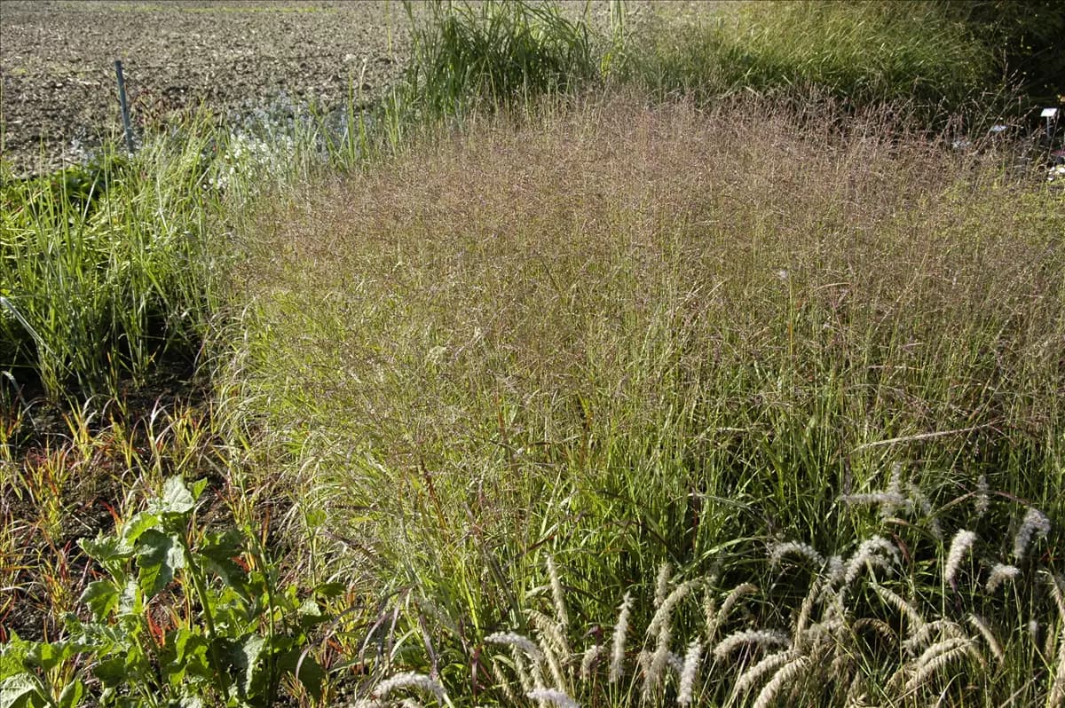 Panicum virgatum 'Warrior' Garten-Ruten-Hirse