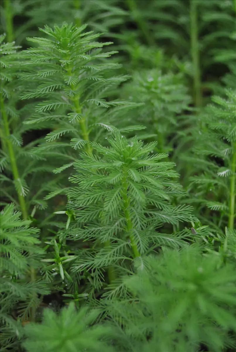 Myriophyllum hippuroides Tannenwedel-Tausendblatt
