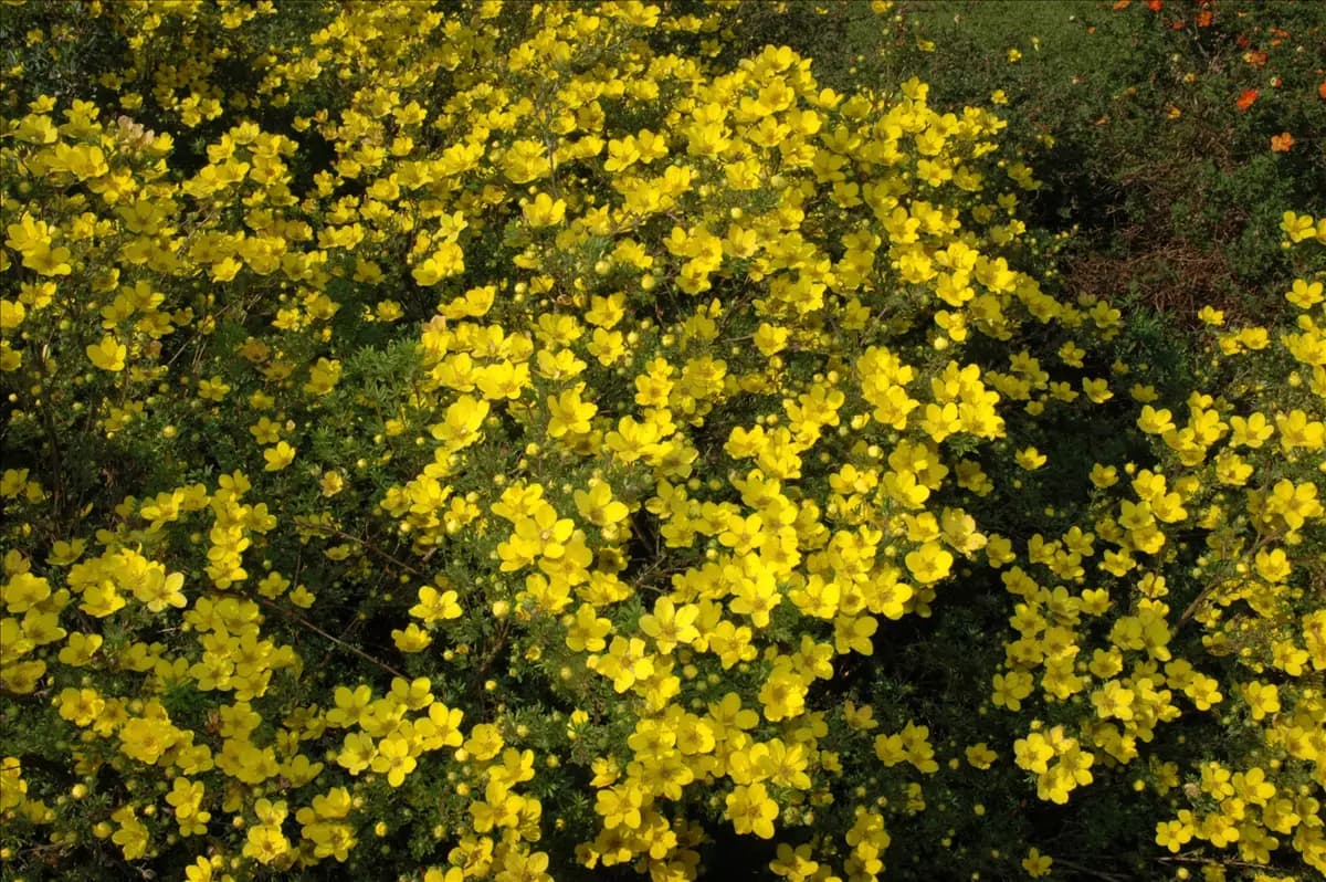 Potentilla aurea Gold-Fingerkraut