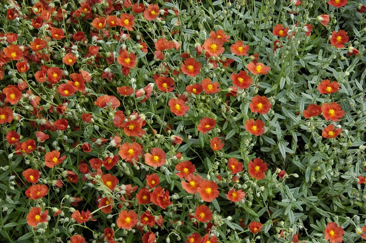 Helianthemum x cult.'Bronzeteppich' Garten-Sonnenröschen