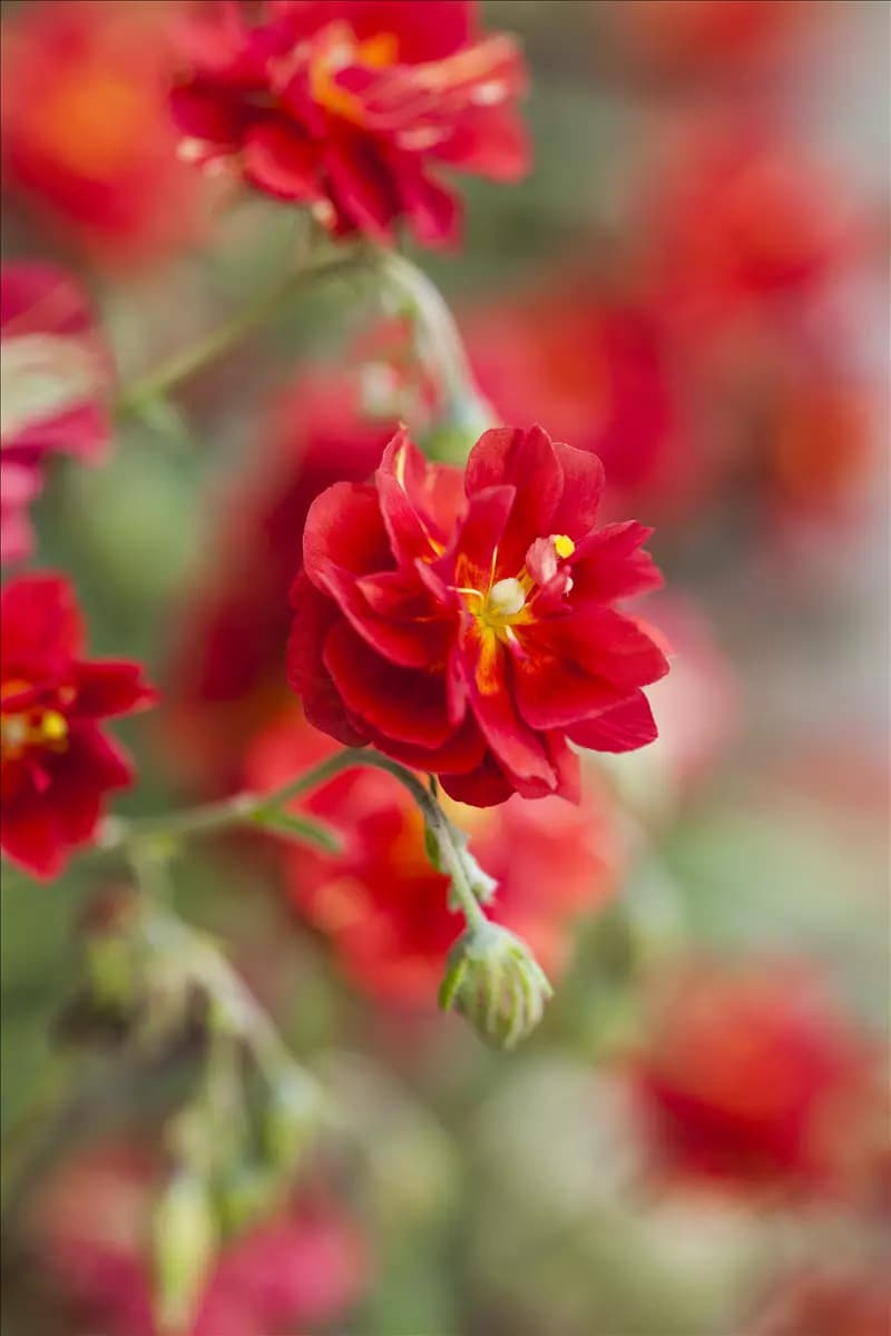 Helianthemum x cult.'Cerise Queen' Garten-Sonnenröschen