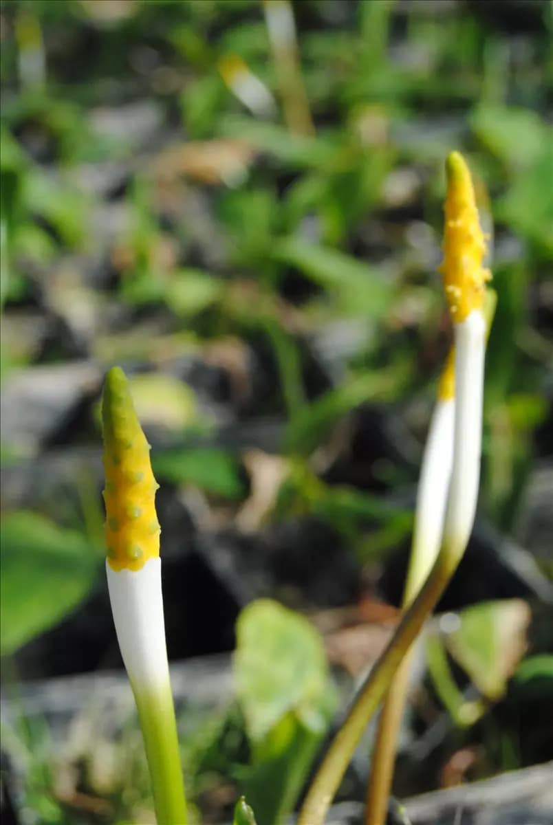 Orontium aquaticum Goldkeule