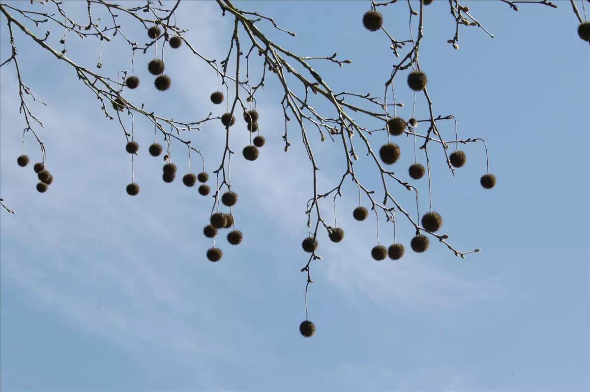 Platanus acerifolia - Formgehölze Platane