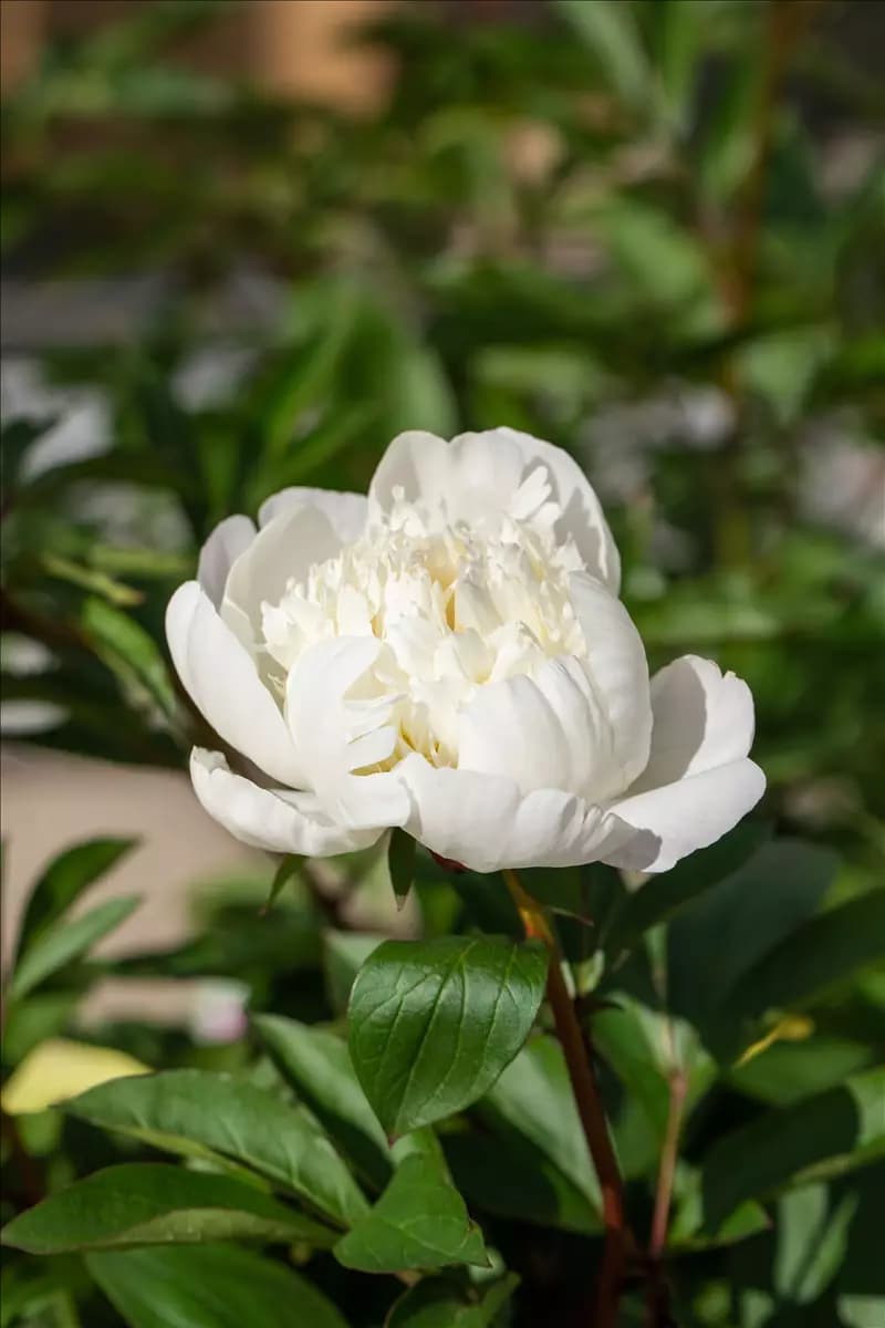 Paeonia officinalis 'Alba Plena' Bauerngarten-Pfingstrose