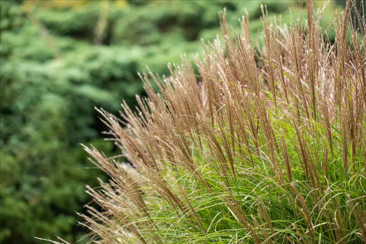 Miscanthus sinensis 'Yakushima Dwarf' Halbhoher-Garten-Chinaschilf