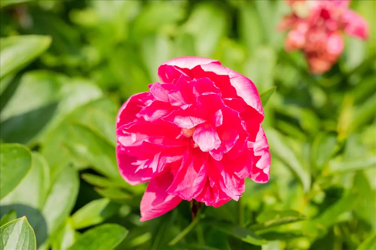 Paeonia officinalis 'Rosea Plena' Bauerngarten-Pfingstrose