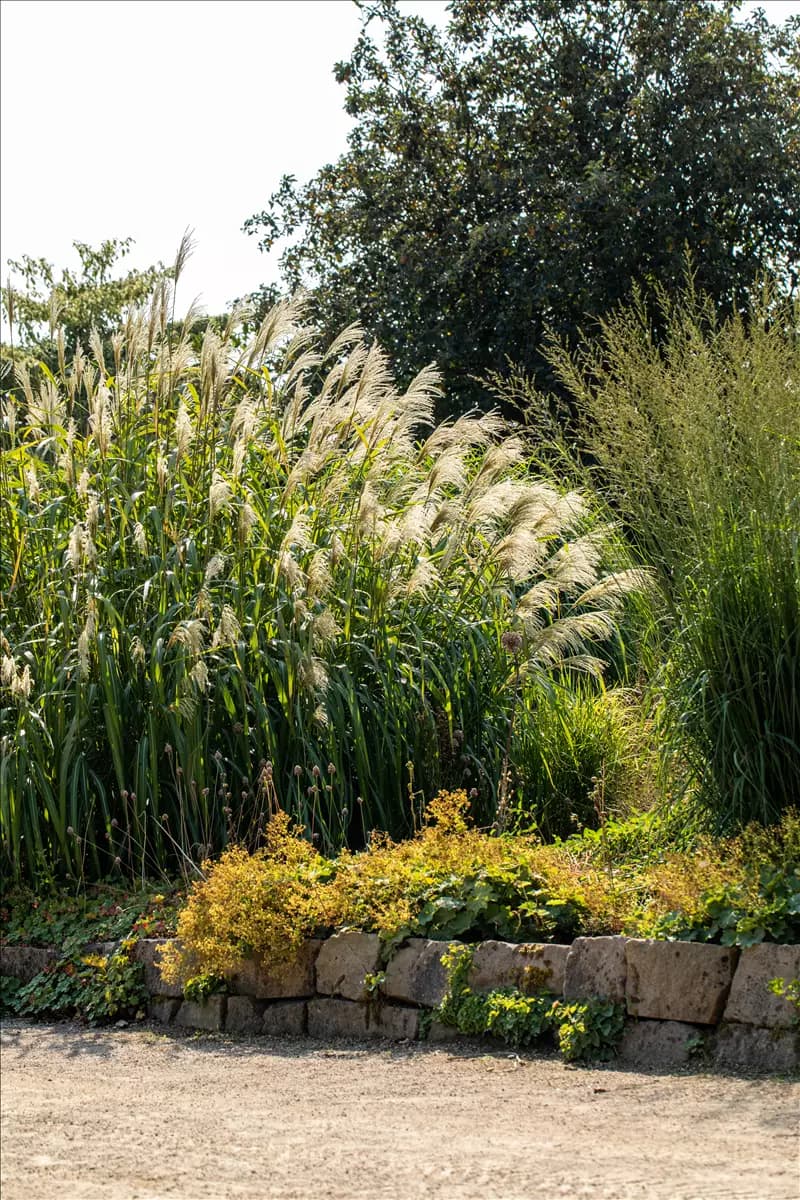 Miscanthus x giganteus 'Aksel Olsen' Hoher Garten-Chinaschilf
