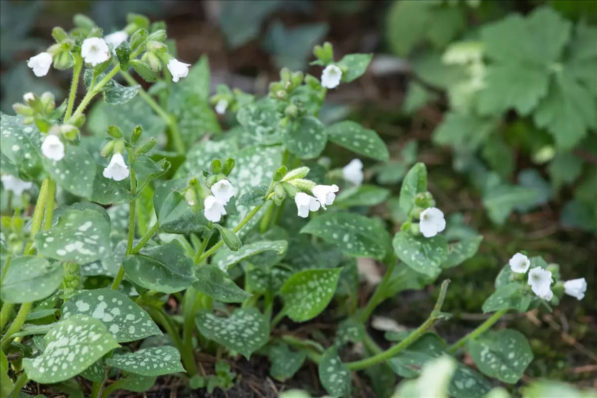 Pulmonaria officinal.'Sissinghurst White' Kleingeflecktes Garten-Lungenkraut
