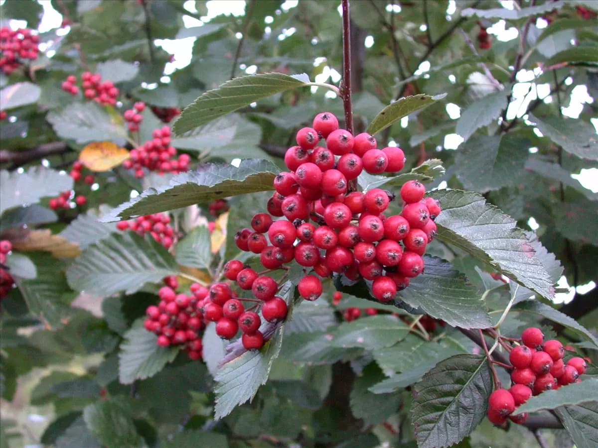 Sorbus aria 'Magnifica' Großlaubige Mehlbeere