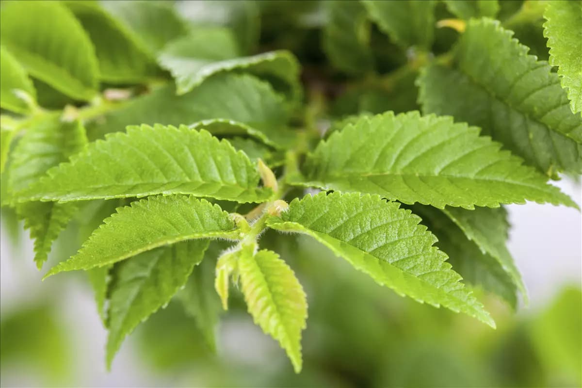 Ulmus carpinifolia Feldulme
