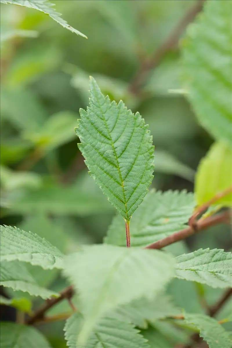 Ulmus hollandica 'Lobel' Schmalkronige Stadtulme