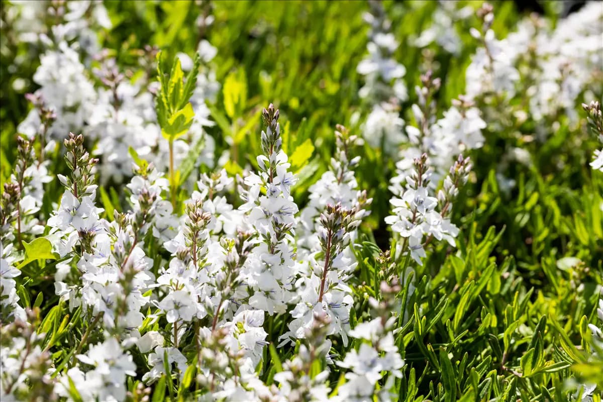 Veronica prostrata 'Alba' Niederliegender Garten-Ehrenpreis