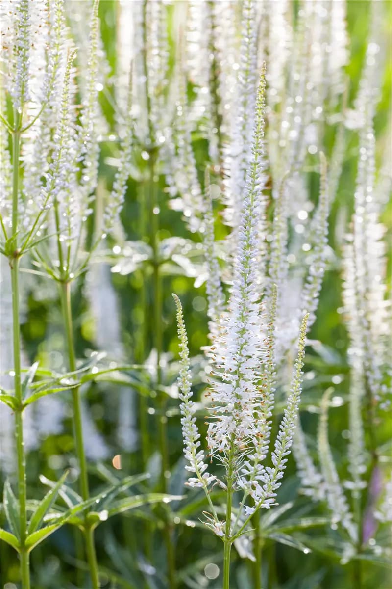 Veronica spicata 'Alba' Scheinähriger Garten-Ehrenpreis
