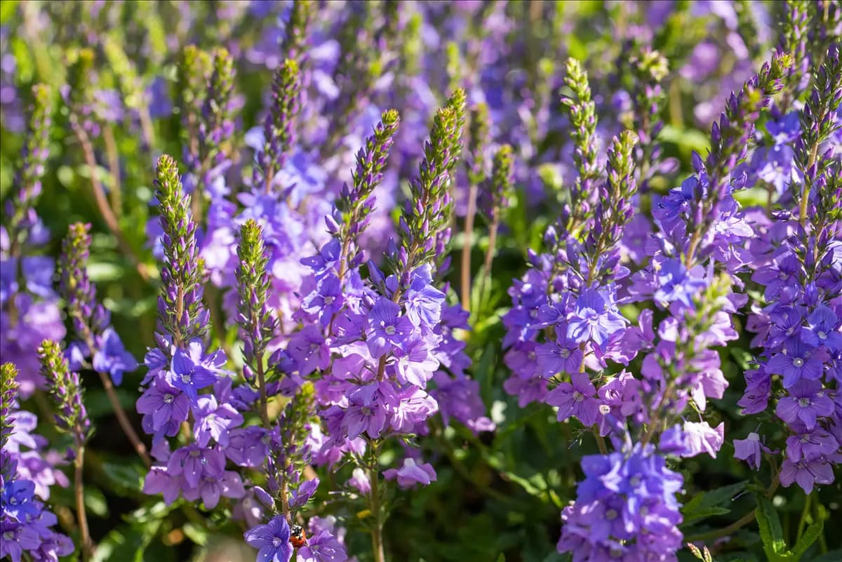 Veronica spicata 'Shirley Blue' Großer Garten-Ehrenpreis