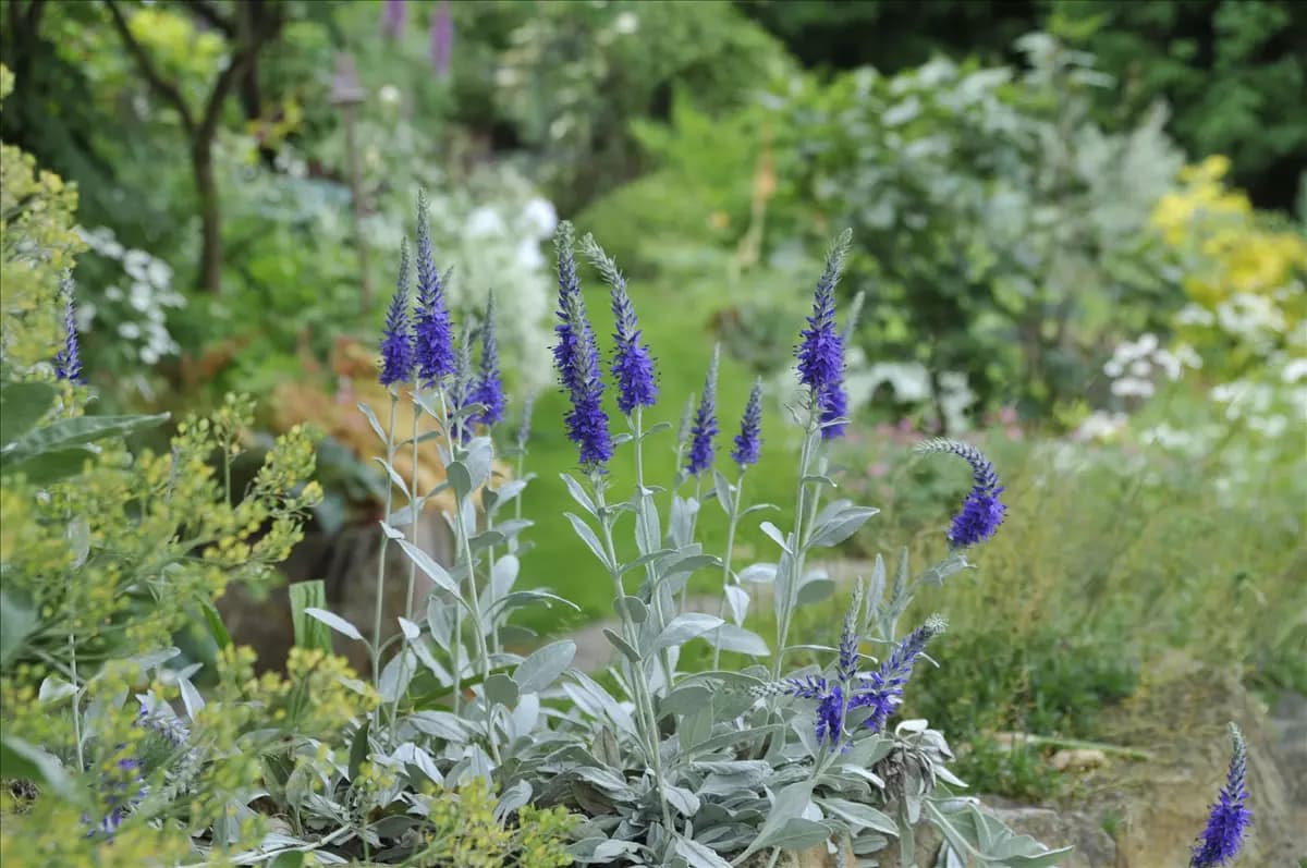 Veronica spicata ssp.inc.'Silbersee', gen. Silberblatt-Ehrenpreis