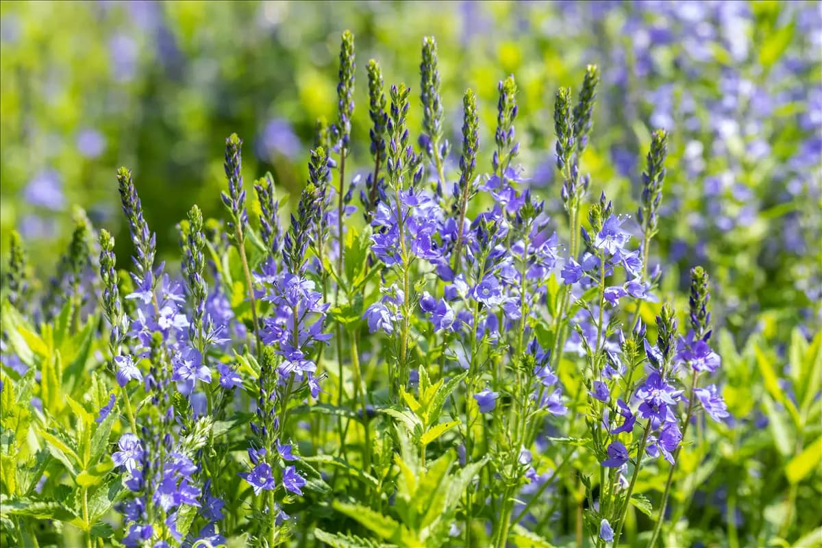Veronica teucrium 'Knallblau' Großer Garten-Ehrenpreis