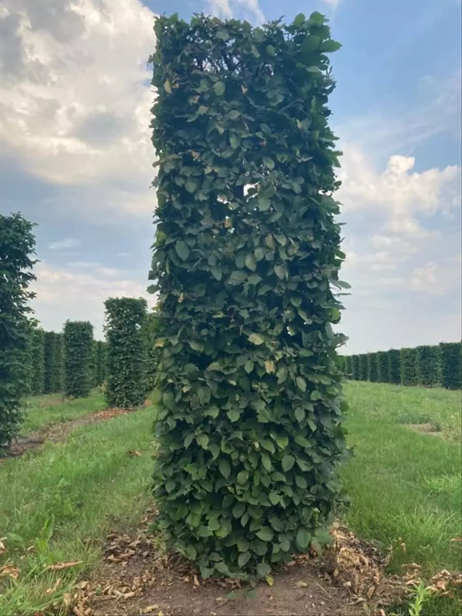 Carpinus betulus - Formgehölze Hainbuche,Weißbuche