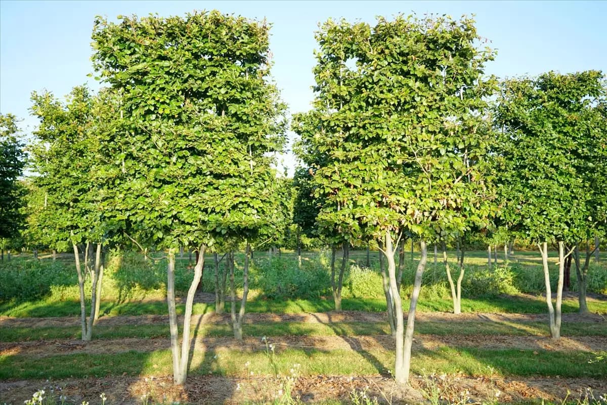 Fagus sylvatica - Formgehölze Rotbuche
