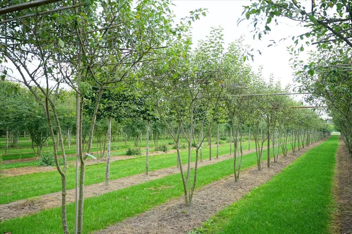 Malus 'Evereste' -R- CAC Zierapfel 'Evereste' -R-