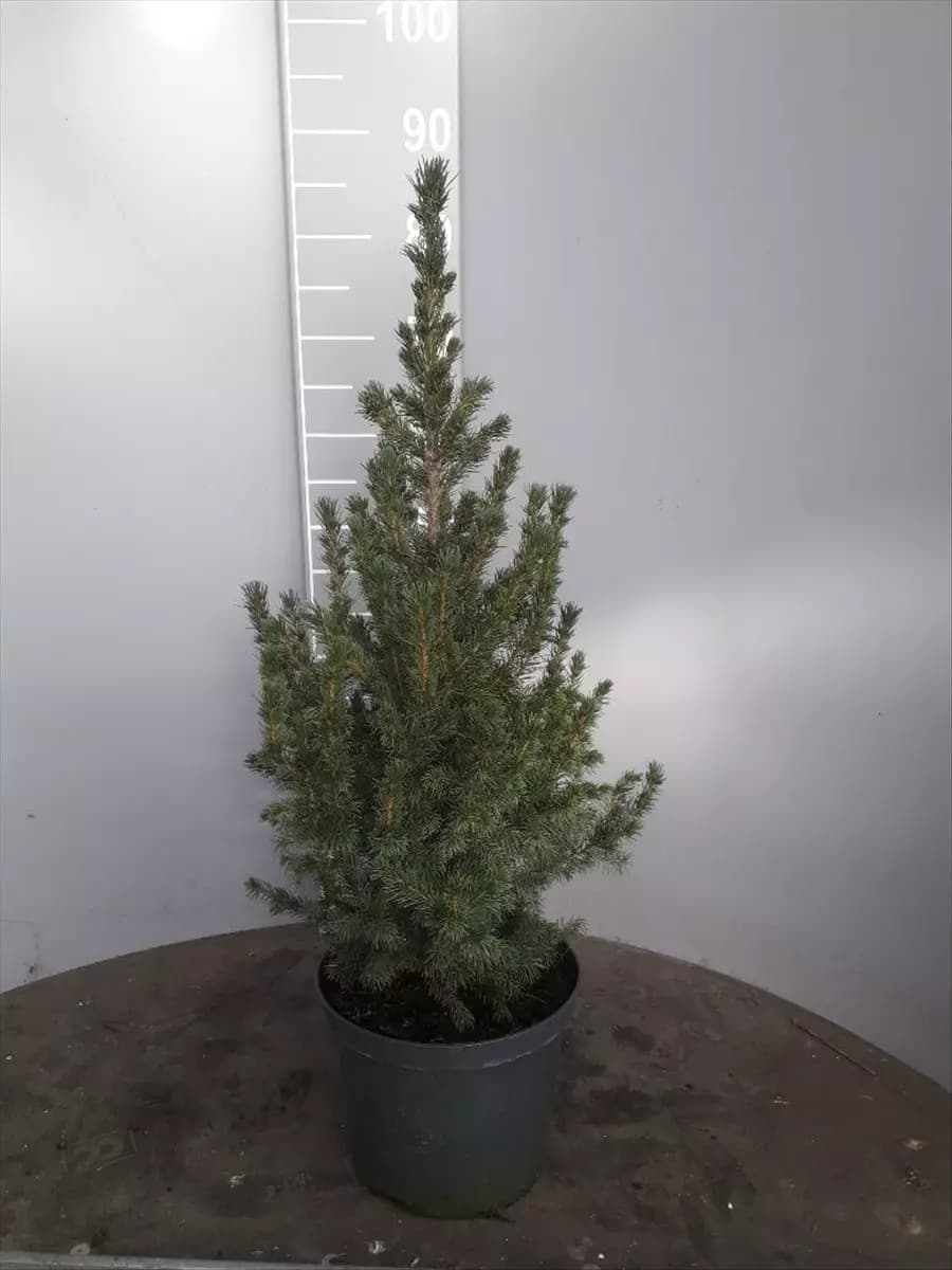 Picea glauca 'Conica' Zuckerhutfichte