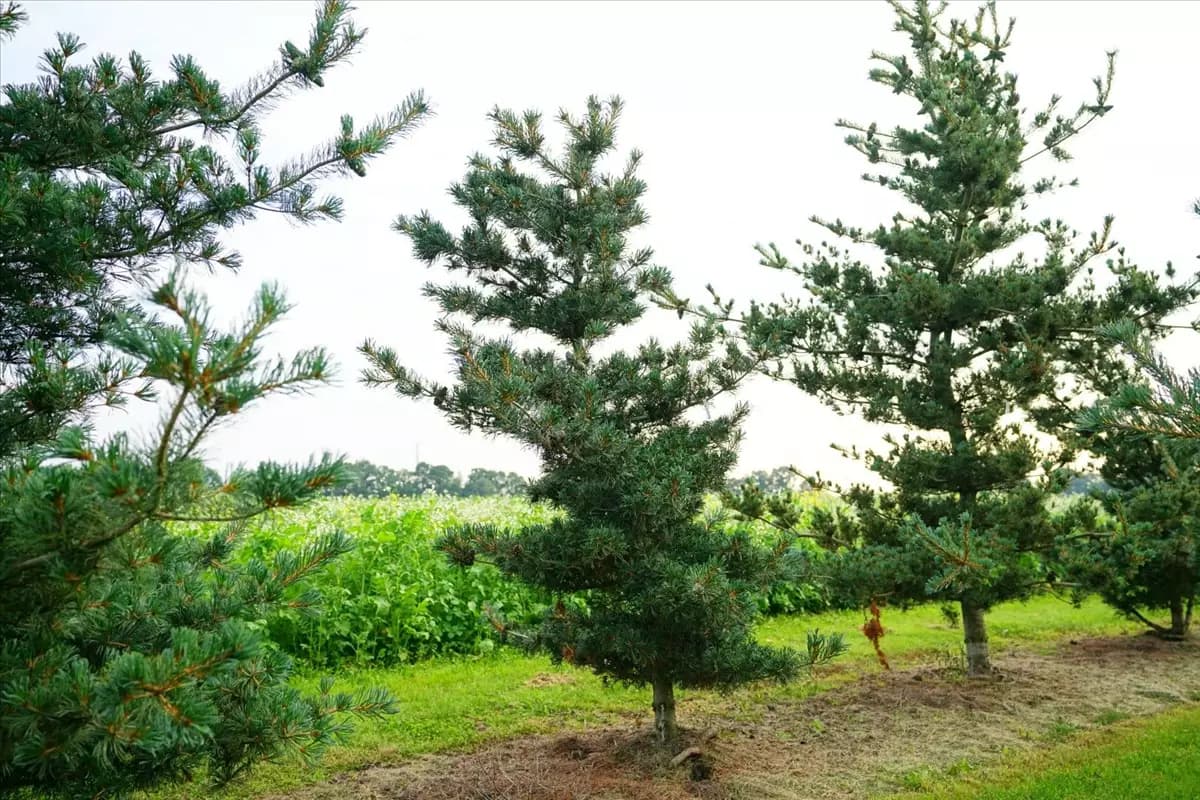 Pinus parviflora 'Negishi' - Formgehölze Blaue Mädchenkiefer 'Negishi'