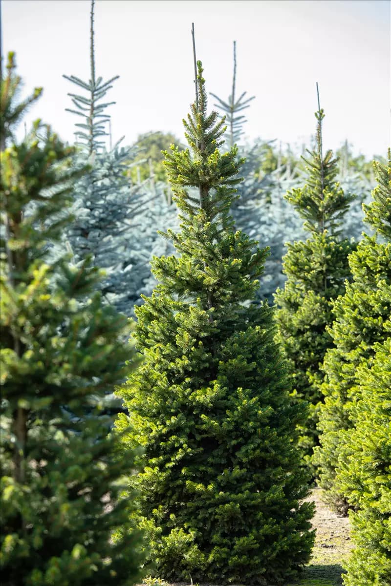 Picea abies 'Columnaris' Säulenfichte