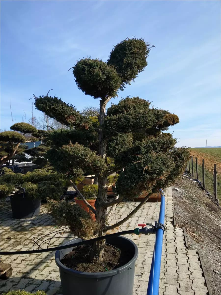 Juniperus chin.'Blue Alps' - Bonsai Chin.Wacholder 'Blue Alps'