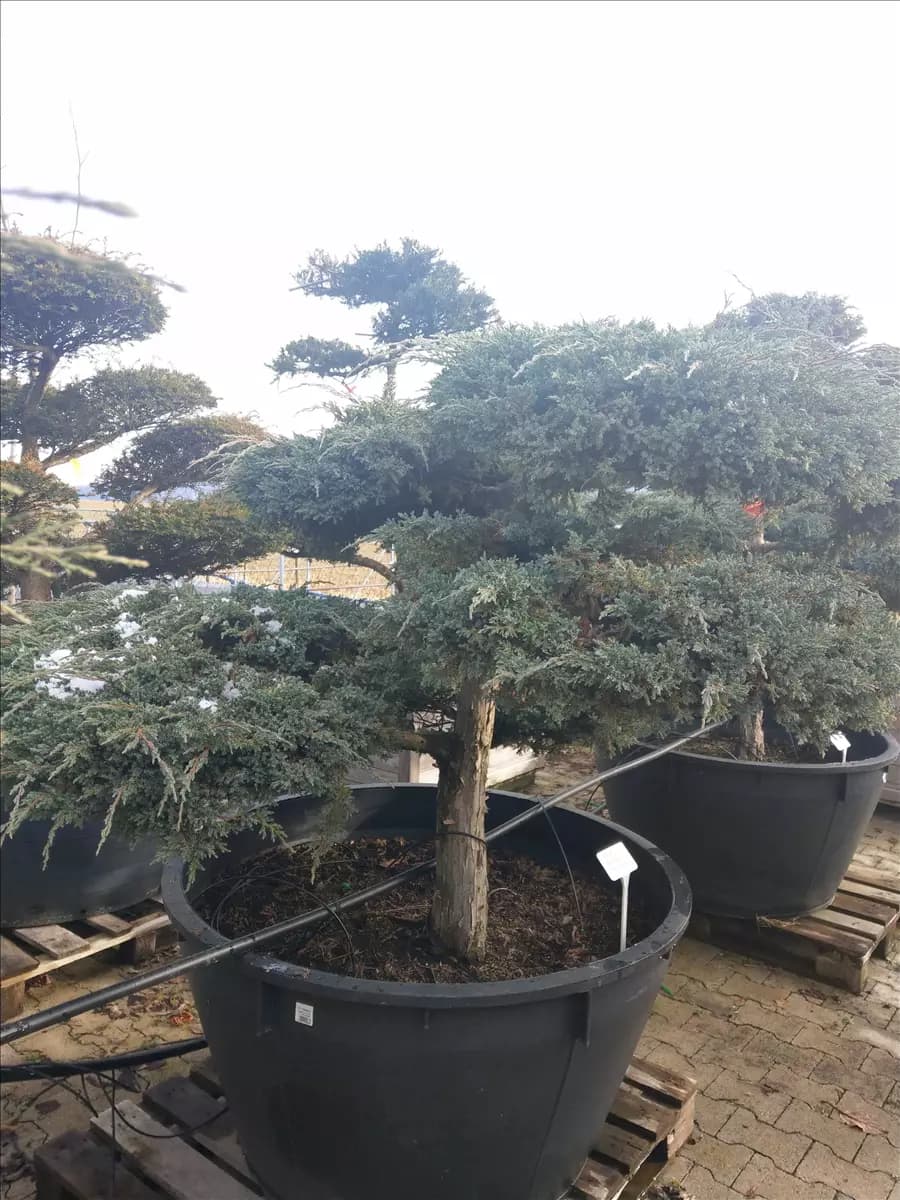 Juniperus squamata 'Blue Carpet' - Bonsai Bodenwacholder 'Blue Carpet'