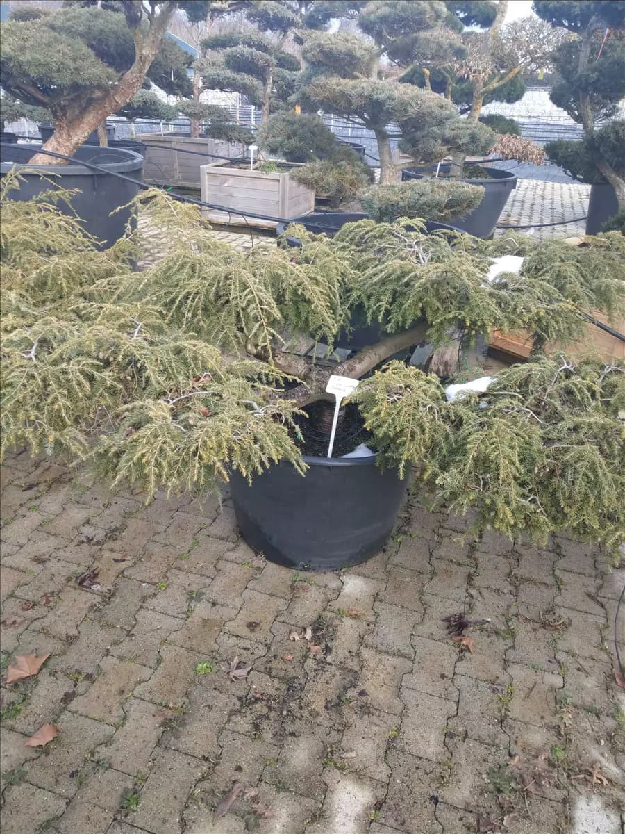 Tsuga canadensis 'Pendula' Hänge-Hemlocktanne