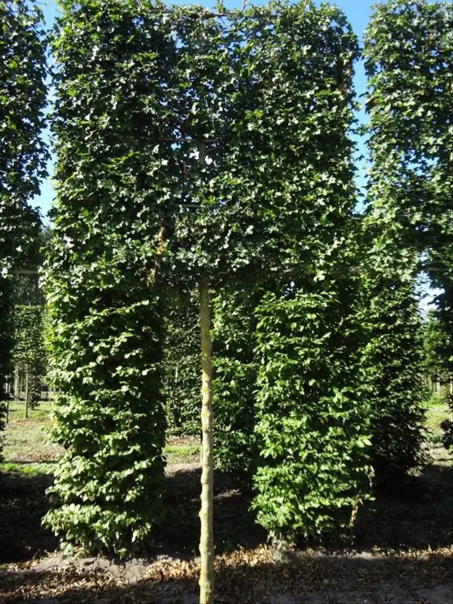 Acer campestre 'Elsrijk' - Formgehölze Feldahorn 'Elsrijk'