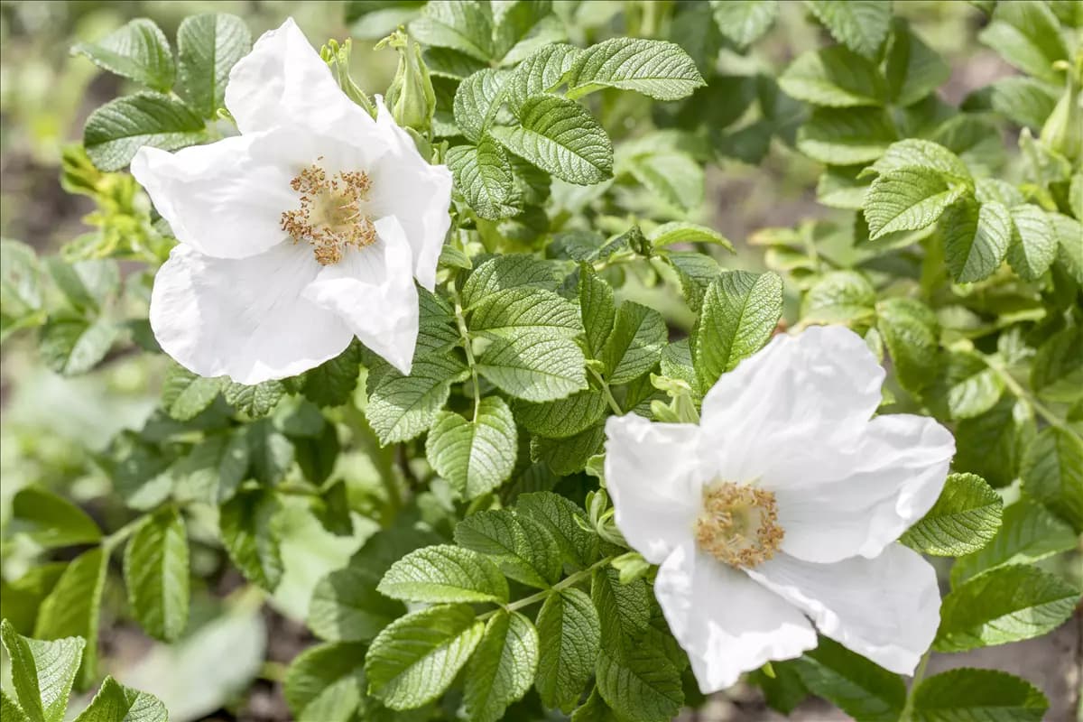 Rosa rugosa alba Weiße Apfelrose