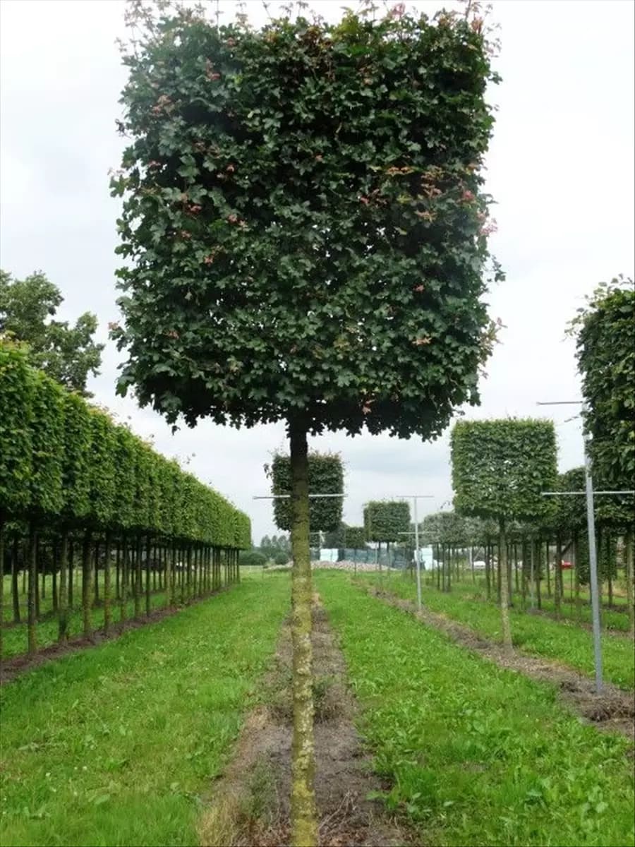 Acer campestre 'Elsrijk' - Formgehölze Feldahorn 'Elsrijk'