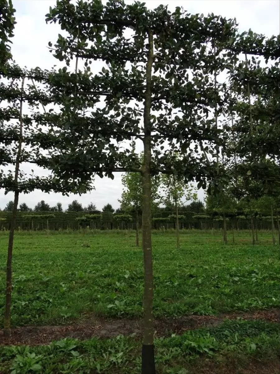 Malus 'Notaris' CAC - Formgehölze Apfel 'Notaris'